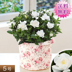【送料無料】花鉢 ガーデニア（クチナシ）【母の日】