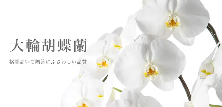 熊本梨 本藤果樹園 元気な花が咲きました!!2017 開花と収穫の
