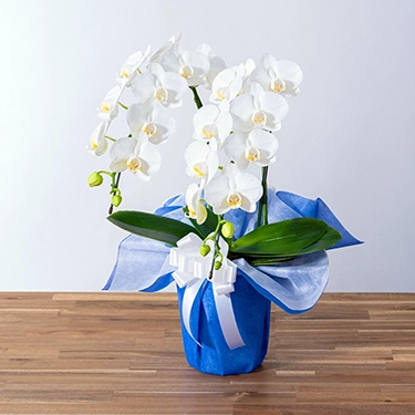 10,000円～14,999円の花鉢・鉢植え通販 | 花・花束を贈るなら第一園芸 