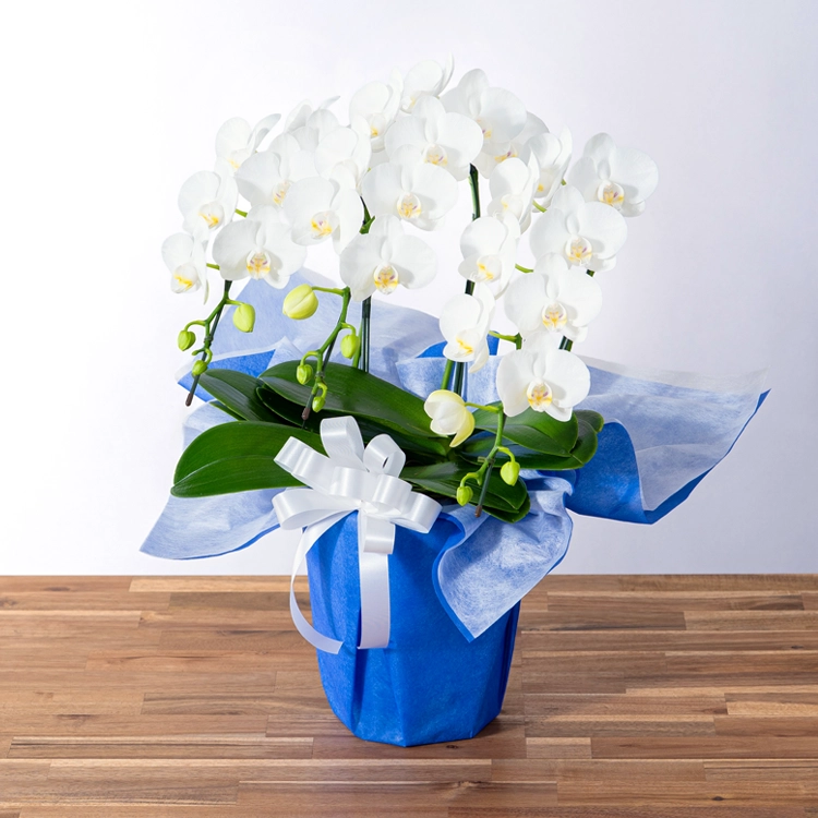 お供え用ミディ胡蝶蘭「スーパーアマビリス」3本立 | 花・花束を贈る