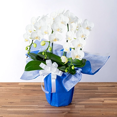 お供え用ミディ胡蝶蘭「スーパーアマビリス」3本立 | 花・花束を贈る