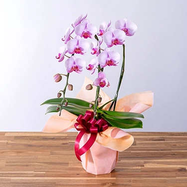 ミディ胡蝶蘭「ユミ」3本立ち スクエア鉢 | 花・花束を贈るなら第一