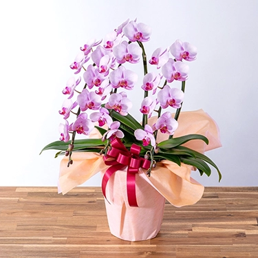 ミディ胡蝶蘭「ランラン」3本立ち 6号鉢 | 花・花束を贈るなら第一園芸