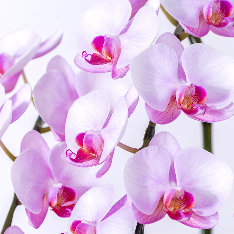 ミディ胡蝶蘭「彩」5本立 | 花・花束を贈るなら第一園芸オンラインショップ
