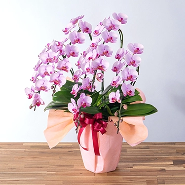 ミディ胡蝶蘭「ランラン」3本立ち 6号鉢 | 花・花束を贈るなら第一園芸