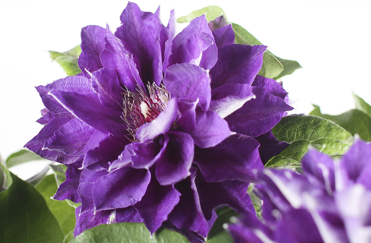 御供え花　造花　仏花　紫クレマチス　7月No.2 クレマチス 花束 紫 御供え花 造花 仏花 紫クレマチス 7月No 2 J74919118