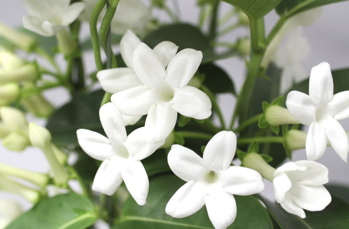 マダガスカルジャスミン | 花・花束を贈るなら第一園芸オンラインショップ
