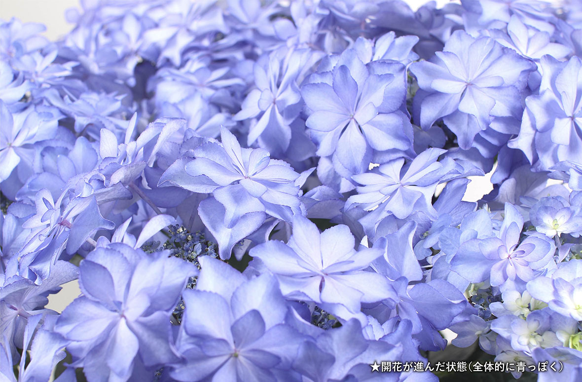 ハイドランジア カサノバ ブルー | 花・花束を贈るなら第一園芸