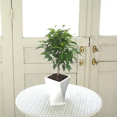 ベンジャミン　陶器鉢植え