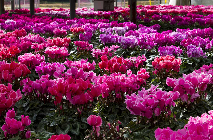 山形園芸 シクラメン畑