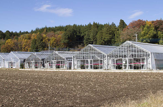 山形園芸 シクラメン生育風景