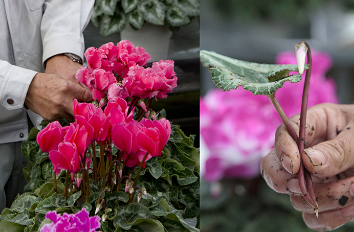 山形園芸 シクラメンの花と葉
