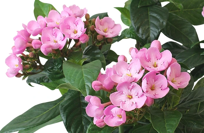 ルクリア　アッサムにおい桜