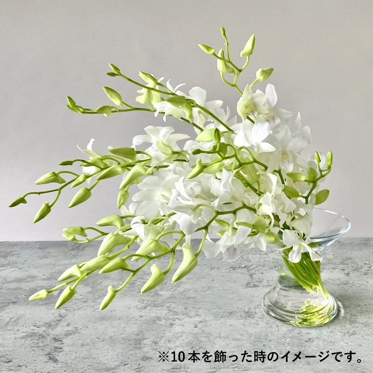 デンファレの花束＜白20本＞