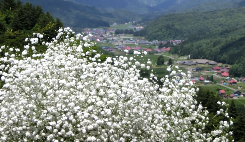 昭和かすみ草