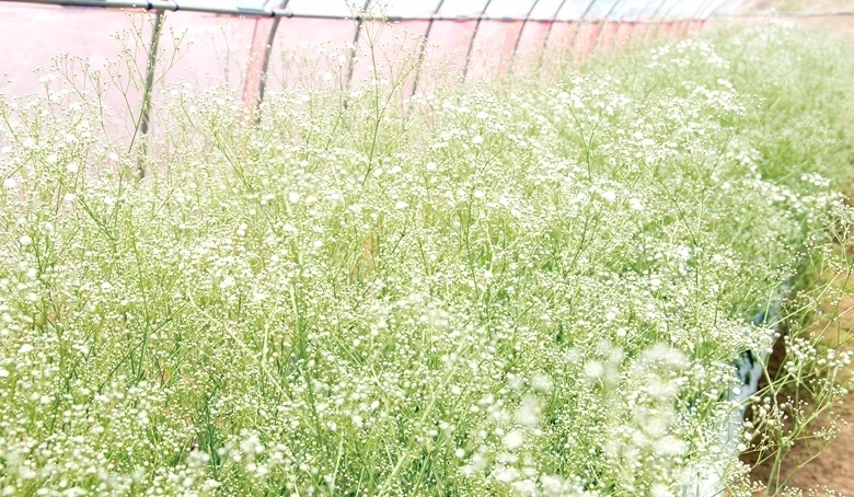 かすみ草栽培の様子