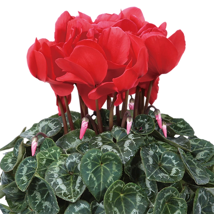 シクラメン　シュトラウス　5号