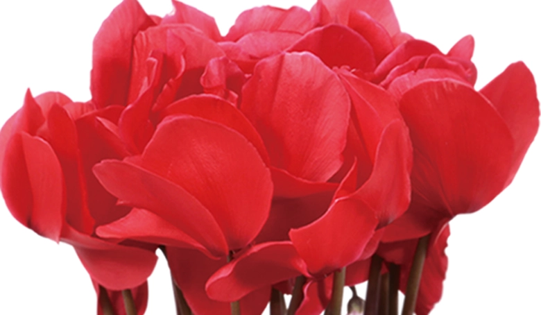 シクラメンシュトラウス5号