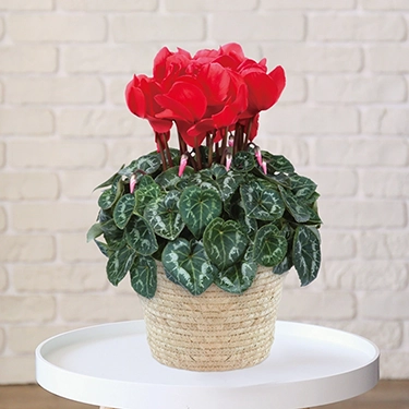 シクラメン　シュトラウス　5号