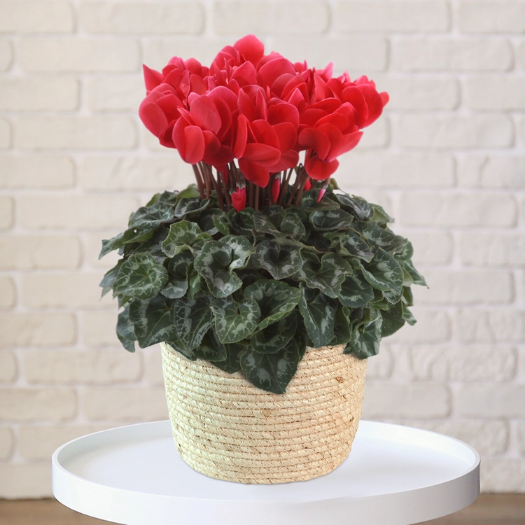 シクラメン　シュトラウス　6号