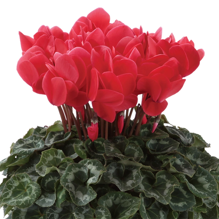 シクラメン　シュトラウス　6号