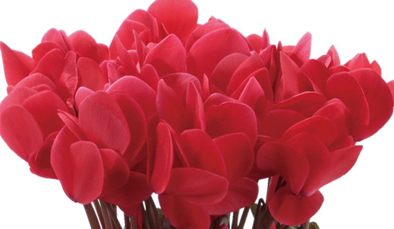 シクラメンシュトラウス6号アップ