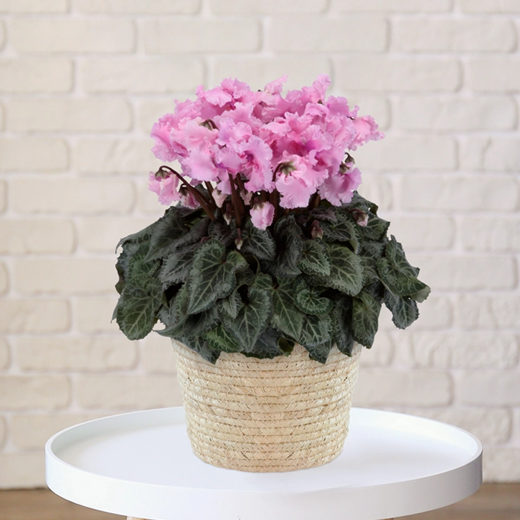 シクラメン ファルバラローズ 5号