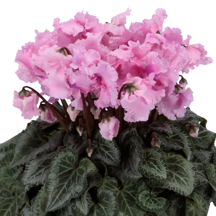 シクラメン ファルバラローズ 5号