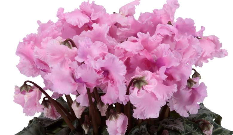 シクラメンファルバラローズ5号