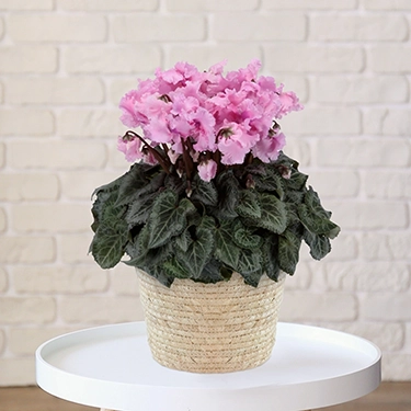 シクラメン　ファルバラローズ　5号