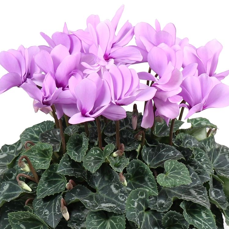 シクラメン　セレナーディア・ライラックフリル