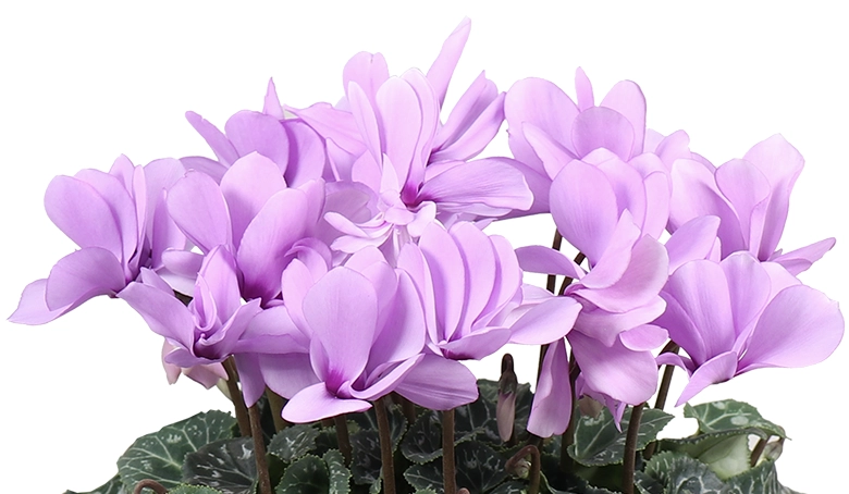 シクラメン　セレナーディア・ライラックフリル　アップ