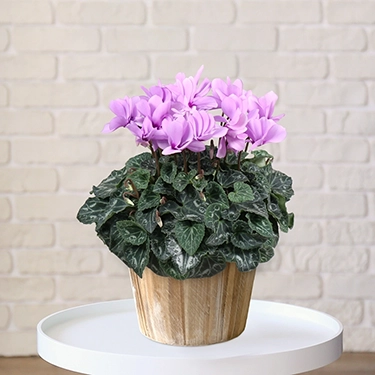 シクラメン　セレナーディア・ライラックフリル