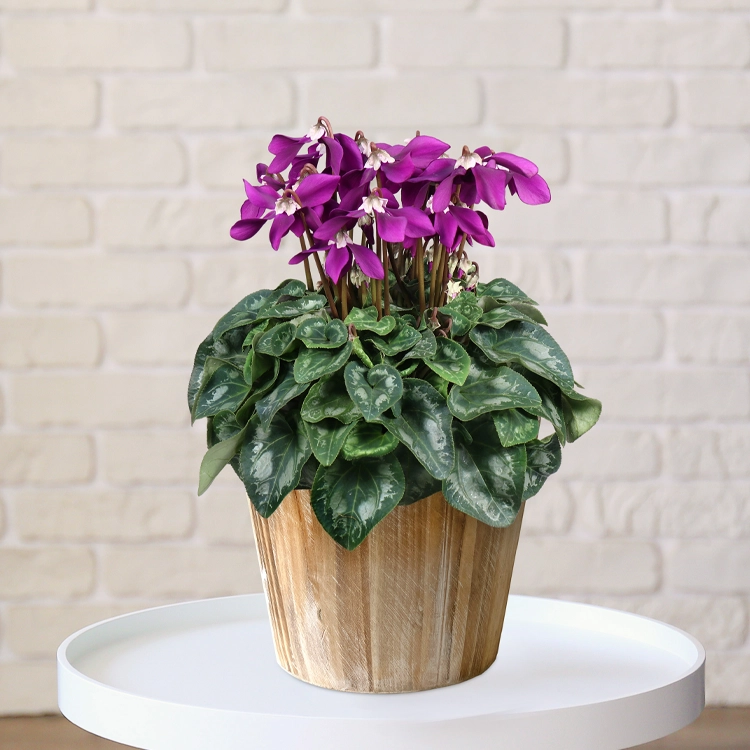 シクラメン　冬化粧