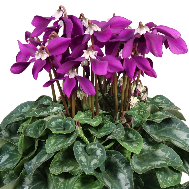 シクラメン　冬化粧