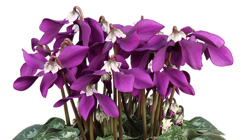 シクラメン　冬化粧　アップ