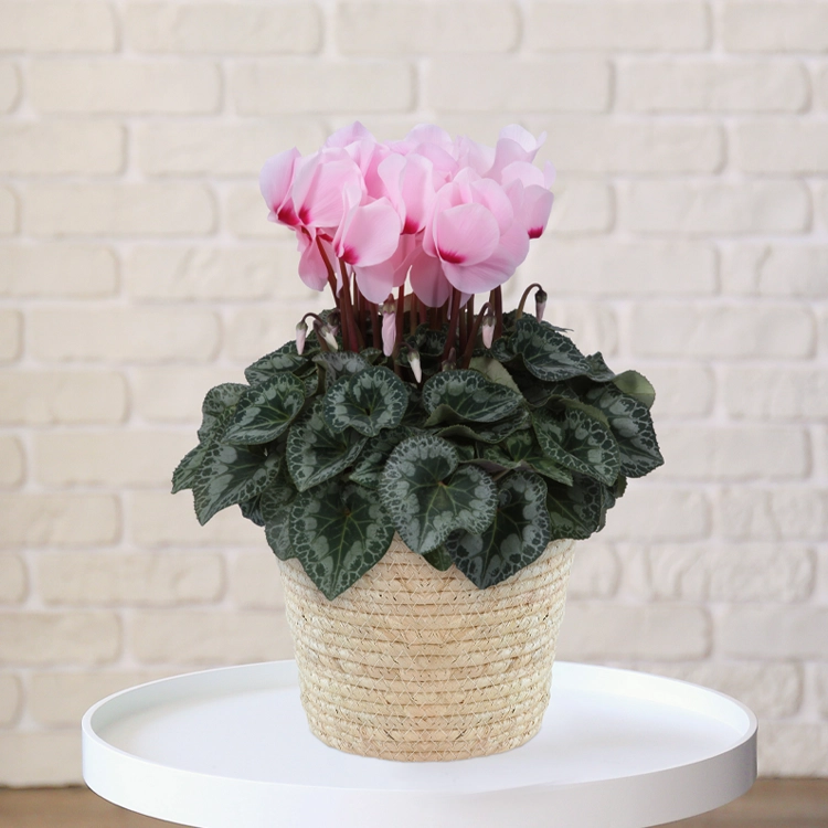 シクラメン　リスト　5号