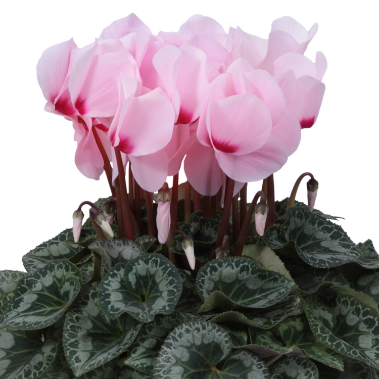 シクラメン　リスト　5号