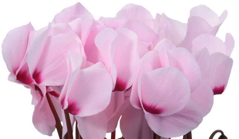 シクラメン リスト 5号