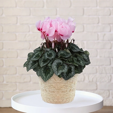 シクラメン　リスト　5号