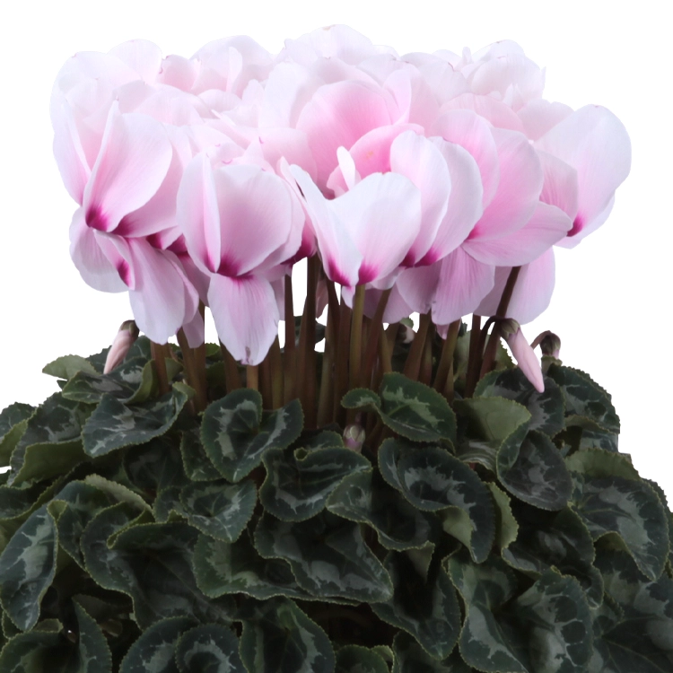 シクラメン リスト 6号