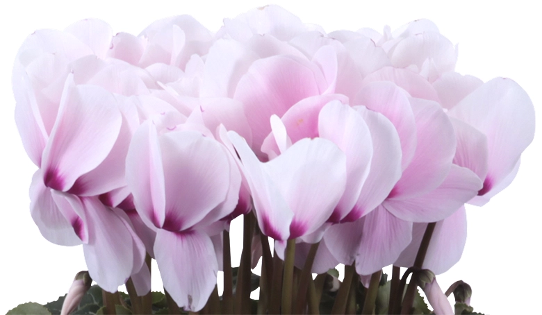 シクラメン リスト 6号