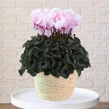 シクラメン　リスト　6号