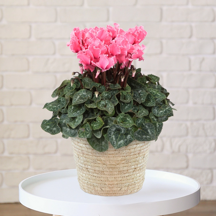 シクラメン ドリームオレンジ 5号