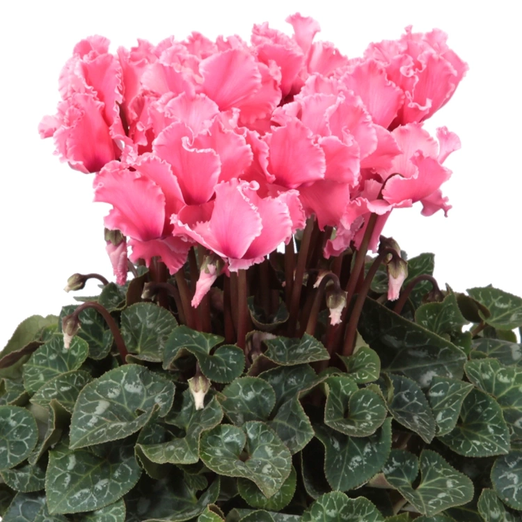 シクラメン ドリームオレンジ 5号