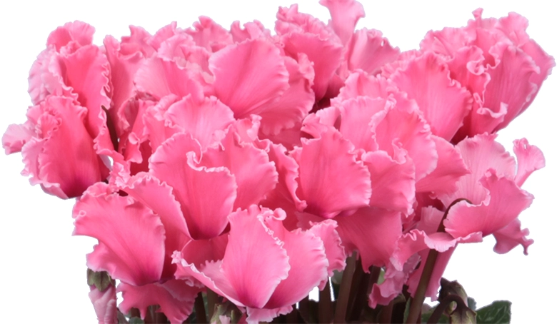 シクラメン ドリームオレンジ 5号