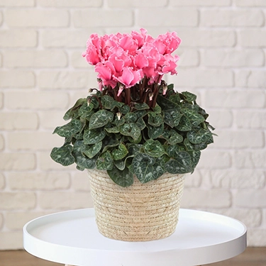 シクラメン　ドリームオレンジ　5号