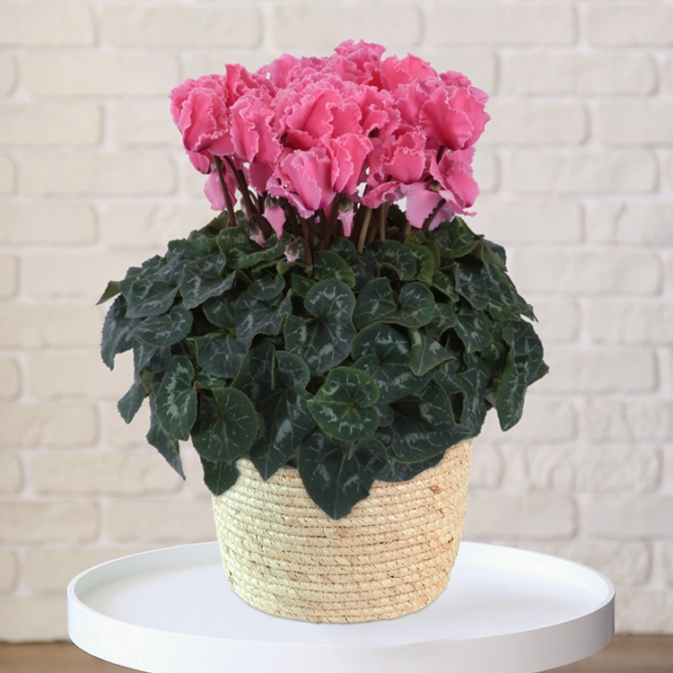 シクラメン　ドリームオレンジ　6号