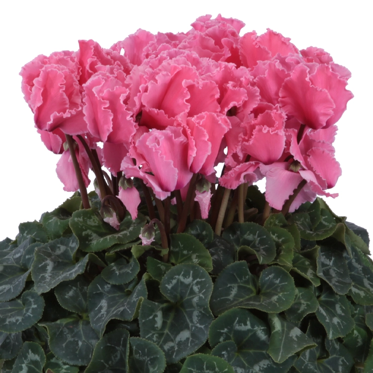 シクラメン　ドリームオレンジ　6号