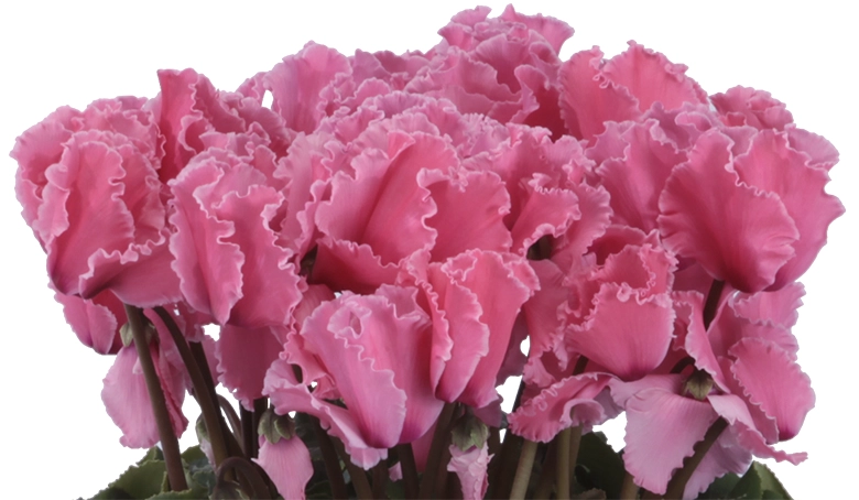 シクラメン ドリームオレンジ　6号